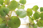 Floating Aquarium Plant product image 8