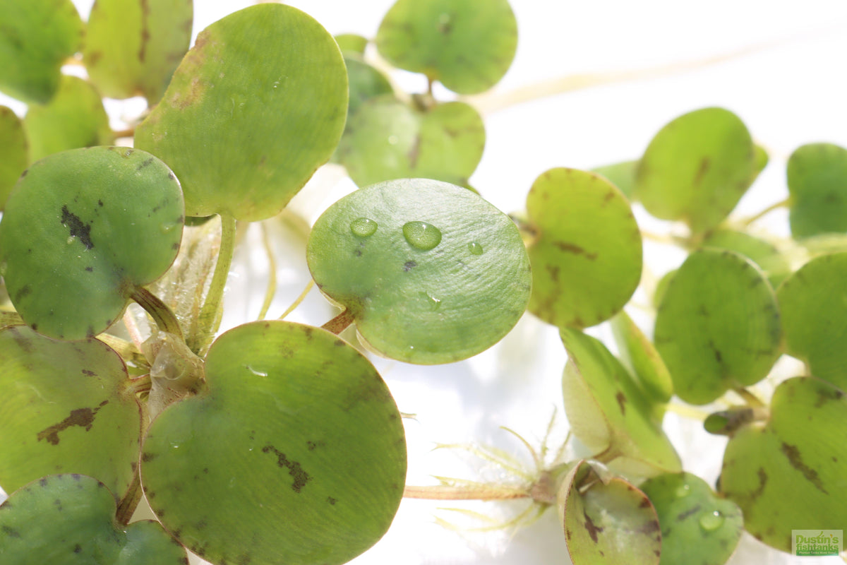 Floating Aquarium Plant product image 8