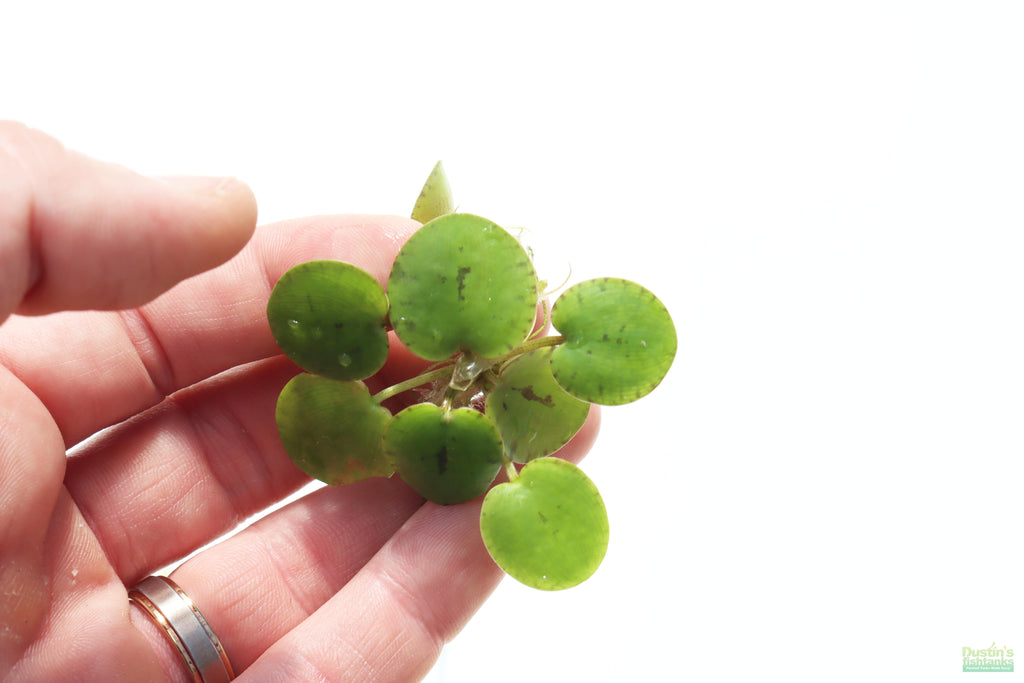 Floating Aquarium Plant product image 9