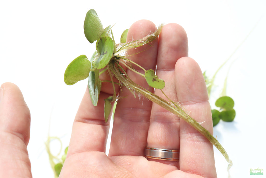Floating Aquarium Plant product image 10