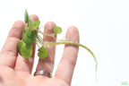 Floating Aquarium Plant product image 11