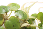 Floating Aquarium Plant product image 12