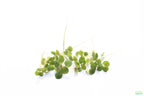 Floating Aquarium Plant product image 13
