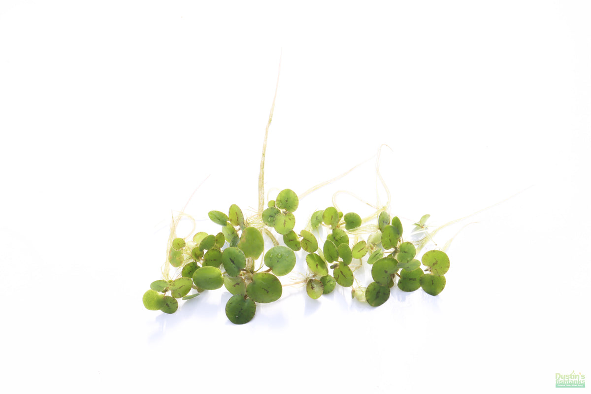 Floating Aquarium Plant product image 13