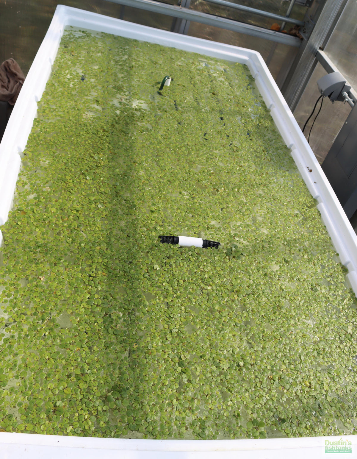 Floating Aquarium Plant product image 14