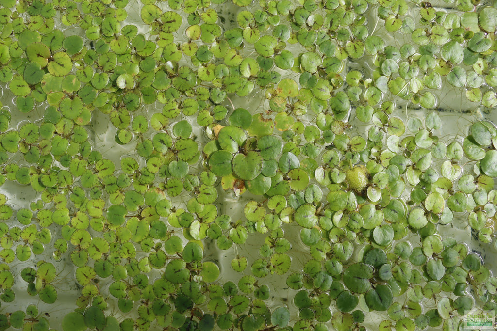 Floating Aquarium Plant product image 15