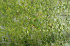 Floating Aquarium Plant product image 15