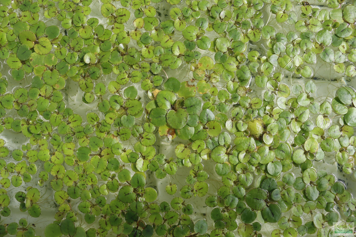 Floating Aquarium Plant product image 15