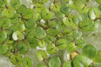 Floating Aquarium Plant product image 16