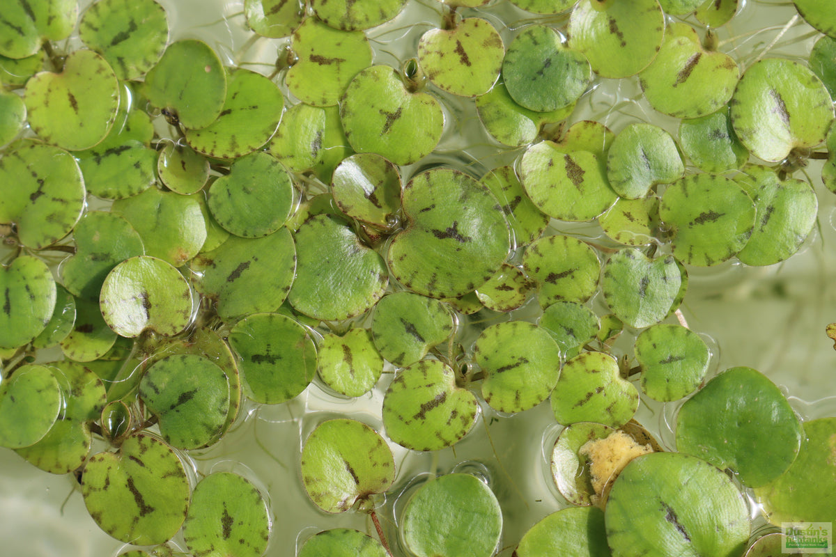 Floating Aquarium Plant product image 16