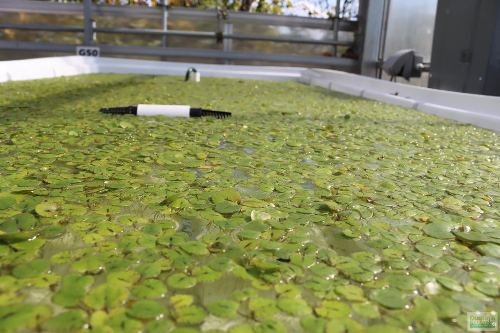 Floating Aquarium Plant product image 17