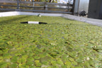 Floating Aquarium Plant product image 17