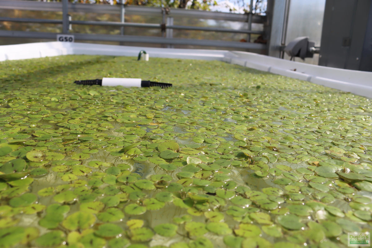 Floating Aquarium Plant product image 17