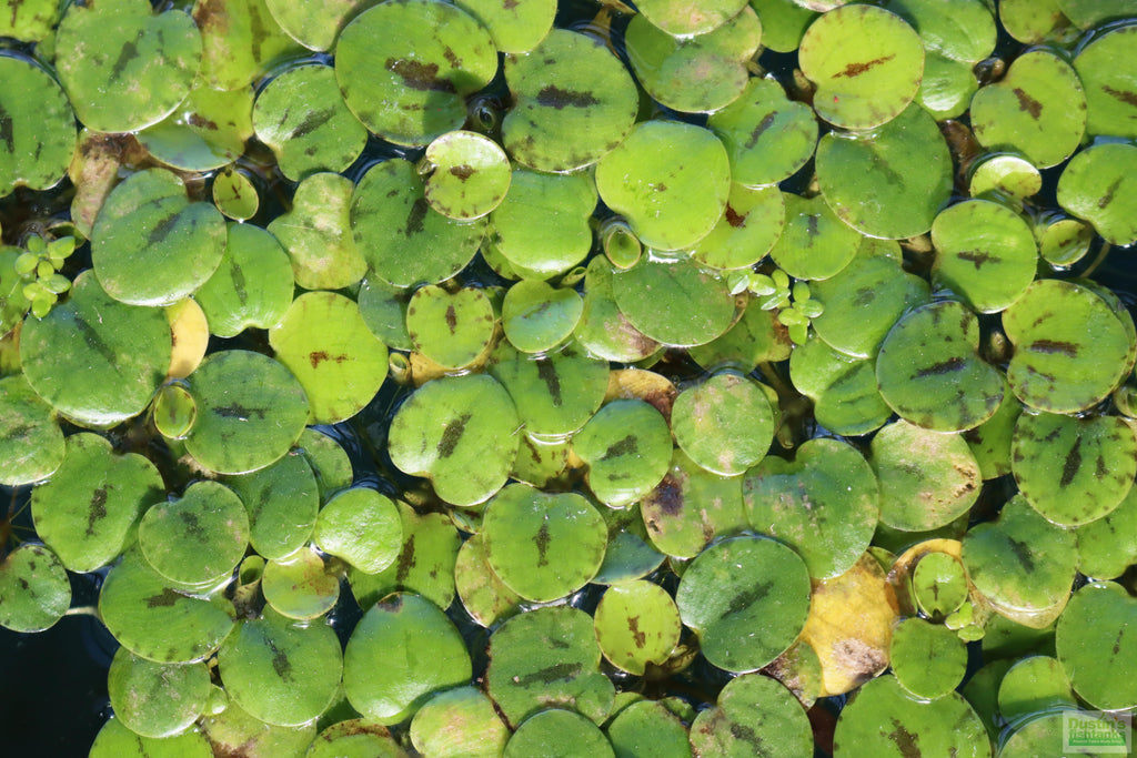 Floating Aquarium Plant product image 18