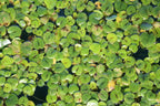 Floating Aquarium Plant product image 19