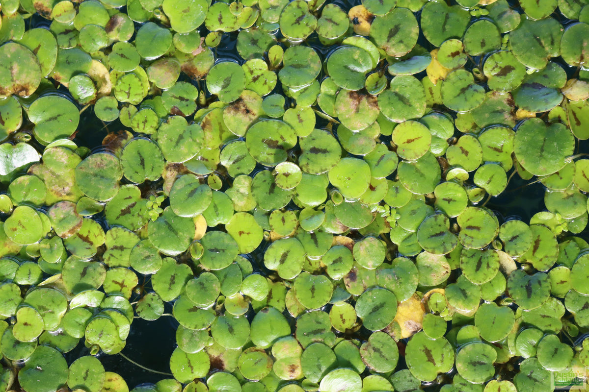 Floating Aquarium Plant product image 19