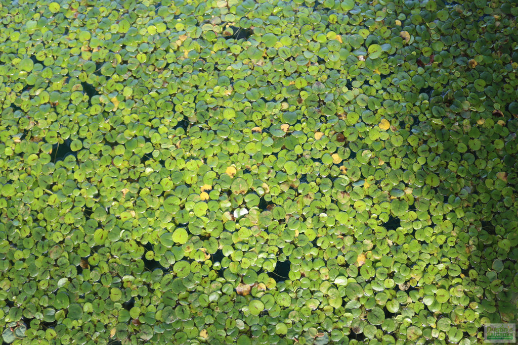 Floating Aquarium Plant product image 20