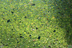 Floating Aquarium Plant product image 20