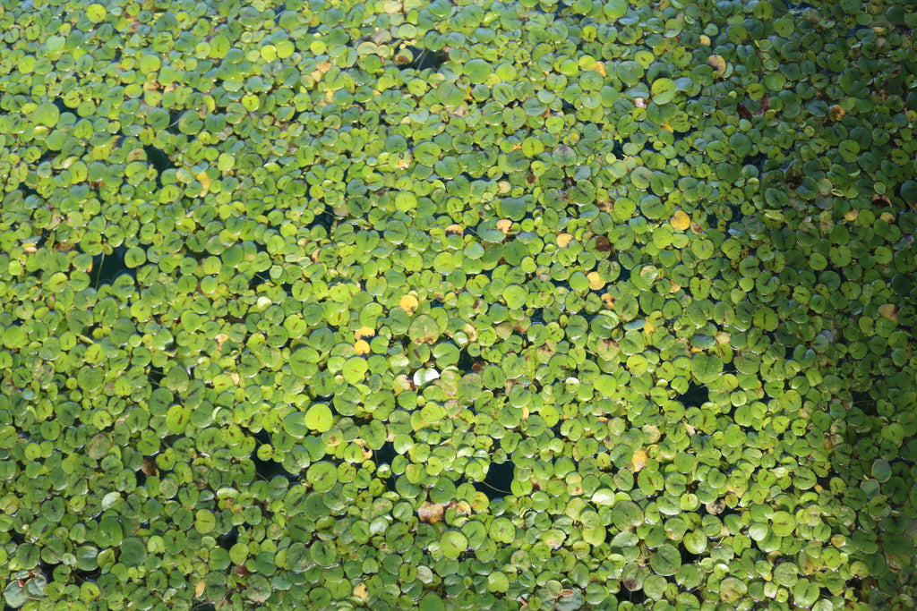 Floating Aquarium Plant product image 21