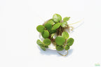 Floating Aquarium Plant product image 22