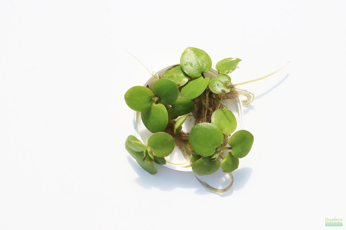 Floating Aquarium Plant product image 22