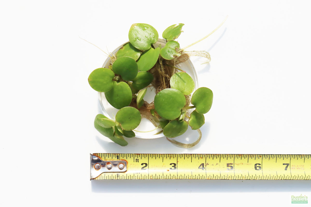 Floating Aquarium Plant product image 23