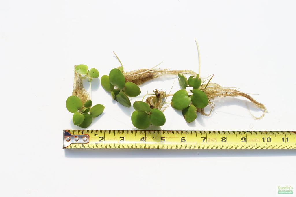 Floating Aquarium Plant product image 24