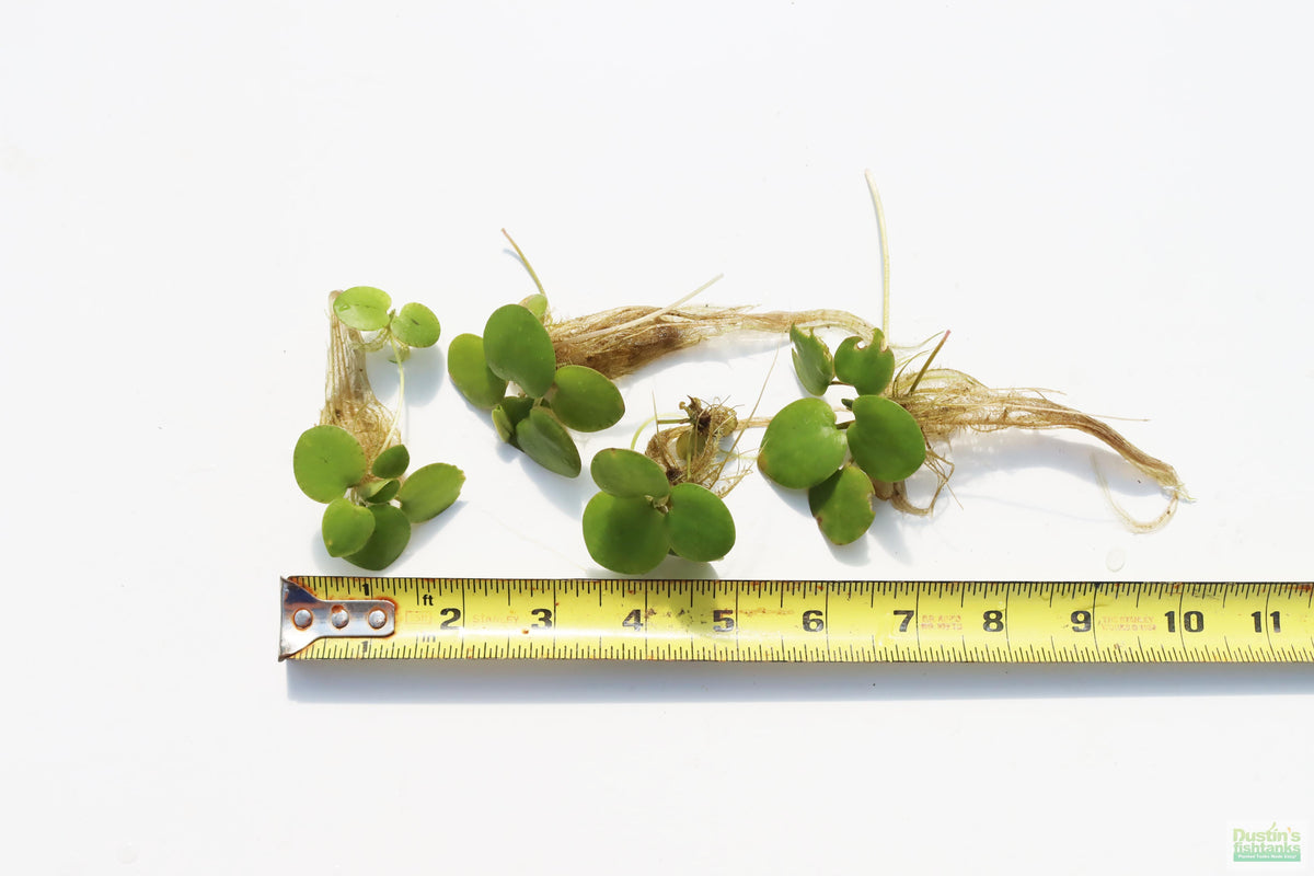 Floating Aquarium Plant product image 24