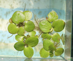 Floating Aquarium Plant product image 25