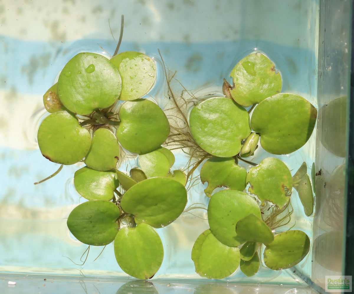 Floating Aquarium Plant product image 25