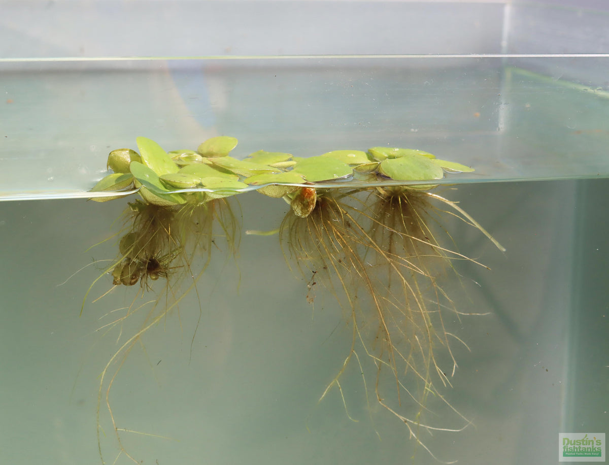Floating Aquarium Plant product image 26