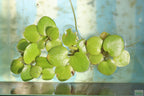 Floating Aquarium Plant product image 27