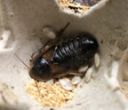 Dubia Roach Breeder Group product image 1