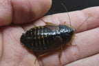 Dubia Roach Breeder Group product image 2