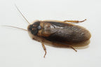Dubia Roach Breeder Group product image 3