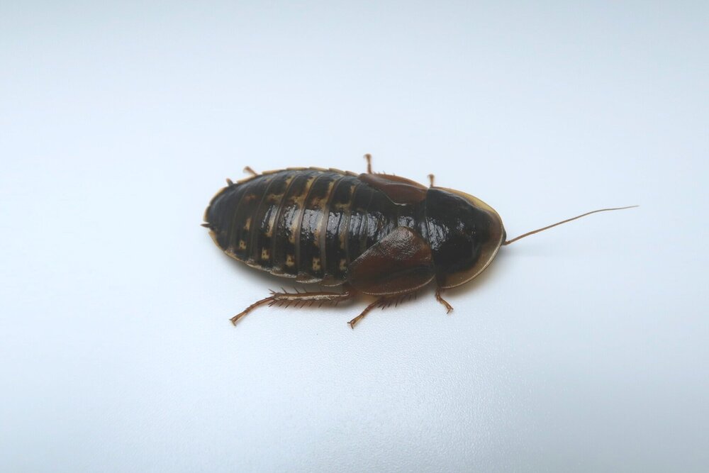 Dubia Roach Breeder Group product image 4