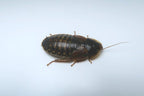 Dubia Roach Breeder Group product image 4