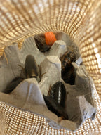 Dubia Roach Breeder Group product image 5