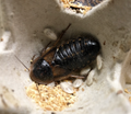 Dubia Roach Breeder Group product image 6