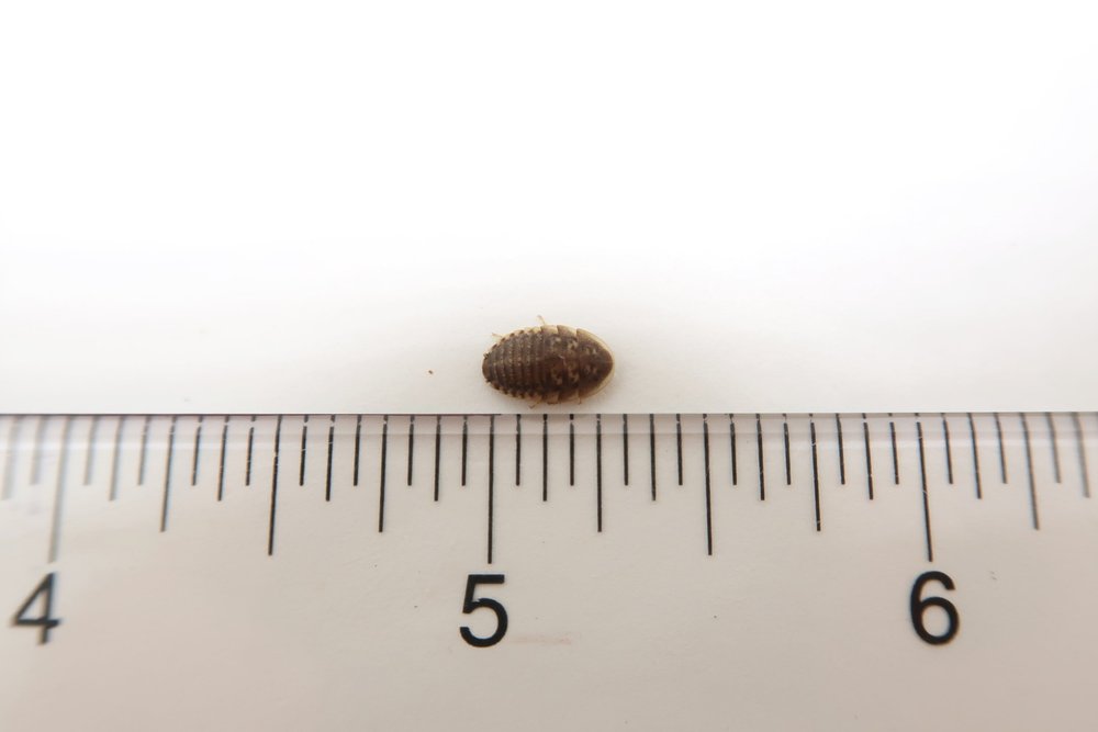 Dubia Roaches for sale 1/4" Small Size