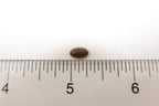 Dubia Roaches for sale 1/4" Small Size