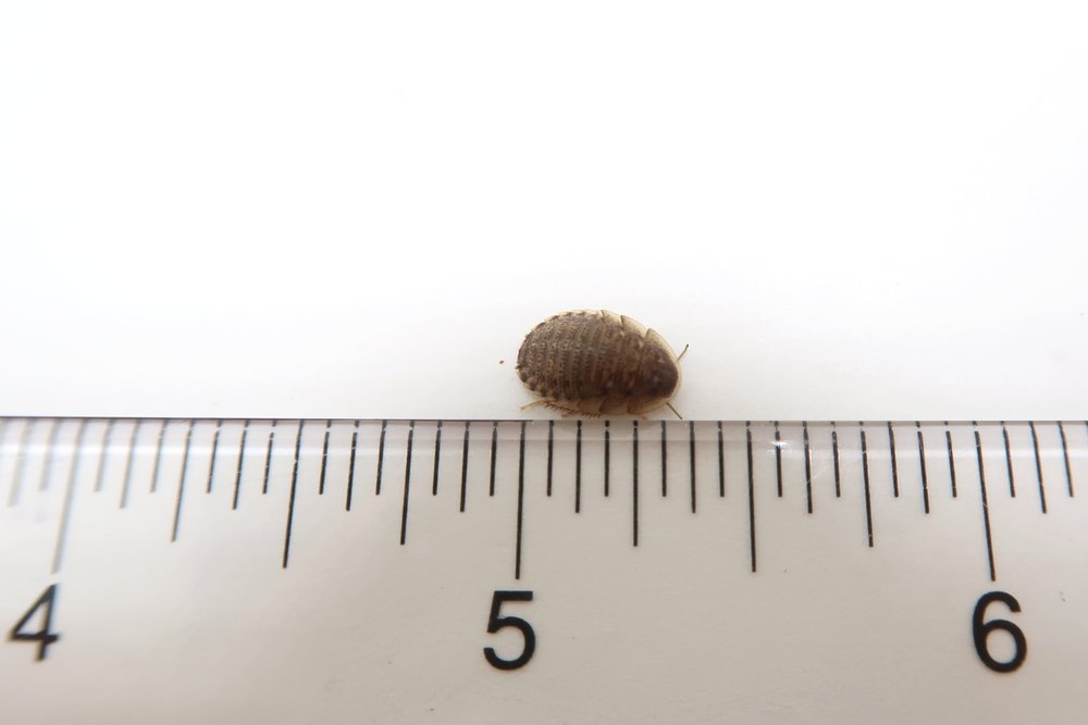 Dubia Roaches for sale 1/4" Small Sizes