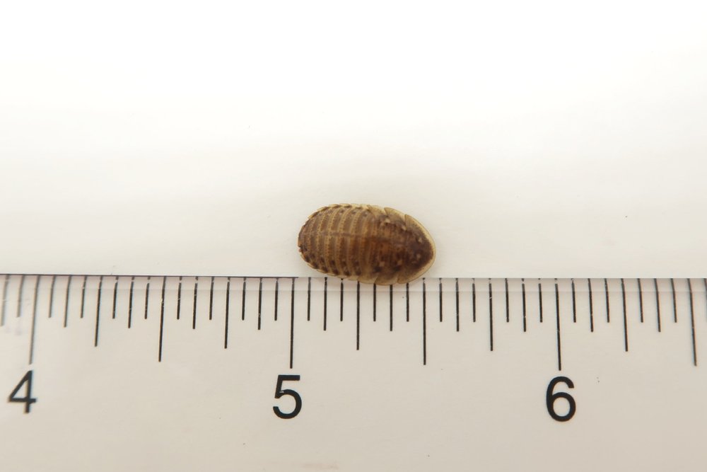 Dubia Roaches for sale 1/2" Medium Size