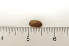 Dubia Roaches for sale 1/2" Medium Size