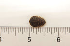 Dubia Roaches for sale 1/2" Medium Size