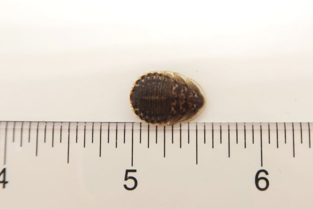 Dubia Roaches for sale 1/2" Medium Size