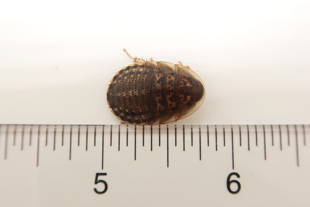 Dubia Roaches for sale 5/8" Medium Size