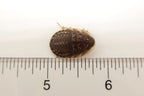 Dubia Roaches for sale 5/8" Medium Size