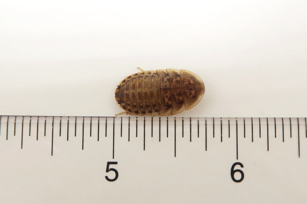 Dubia Roaches for sale 3/4" Large Size