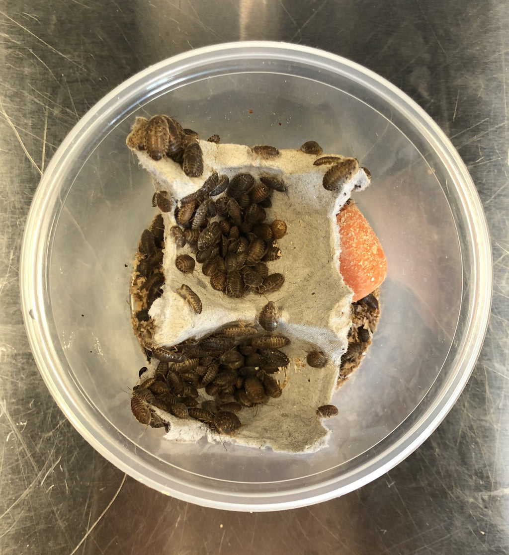 Dubia Roaches for sale packaged in a container.